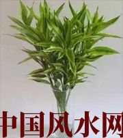 五指山十二生肖养什么植物最旺财运？你知道吗！